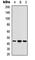 Acyl-CoA Thioesterase 9 antibody, abx121250, Abbexa, Western Blot image 