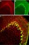 Calcium Voltage-Gated Channel Subunit Alpha1 H antibody, PA5-77313, Invitrogen Antibodies, Immunohistochemistry frozen image 