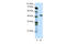 Nuclear transcription factor Y subunit gamma antibody, 31-164, ProSci, Western Blot image 