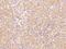 Platelet receptor Gi24 antibody, 13482-T24, Sino Biological, Immunohistochemistry paraffin image 