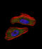 HIF1-alpha antibody, abx032306, Abbexa, Immunofluorescence image 