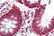 Translocator protein antibody, MBS242336, MyBioSource, Immunohistochemistry frozen image 