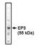 Prostaglandin E Receptor 3 antibody, orb108837, Biorbyt, Western Blot image 