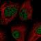 Lysyl Oxidase Like 2 antibody, NBP2-55314, Novus Biologicals, Immunofluorescence image 