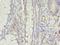 Apelin Receptor antibody, LS-C375232, Lifespan Biosciences, Immunohistochemistry frozen image 