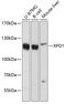 Exportin 1 antibody, GTX66041, GeneTex, Western Blot image 