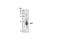 KIT Ligand antibody, 2093S, Cell Signaling Technology, Western Blot image 