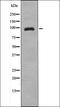 Mitogen-Activated Protein Kinase Kinase Kinase 20 antibody, orb335863, Biorbyt, Western Blot image 