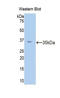 Calpain 1 antibody, LS-C300797, Lifespan Biosciences, Western Blot image 