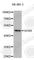 SRY-Box 8 antibody, A3131, ABclonal Technology, Western Blot image 