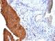 Keratin 19 antibody, NBP2-44824, Novus Biologicals, Immunohistochemistry frozen image 