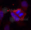 Protein Phosphatase 1 Regulatory Inhibitor Subunit 1B antibody, AP0430, ABclonal Technology, Immunofluorescence image 