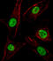 Spi-1 Proto-Oncogene antibody, MBS9207009, MyBioSource, Immunofluorescence image 