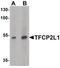 Transcription Factor CP2 Like 1 antibody, PA5-34361, Invitrogen Antibodies, Western Blot image 