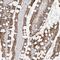 Tectonic Family Member 3 antibody, NBP1-88537, Novus Biologicals, Immunohistochemistry paraffin image 