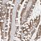 Tectonic Family Member 3 antibody, NBP1-88537, Novus Biologicals, Immunohistochemistry paraffin image 