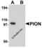 Gamma-Secretase Activating Protein antibody, 6161, ProSci, Western Blot image 