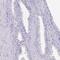 Cilia And Flagella Associated Protein 73 antibody, PA5-61765, Invitrogen Antibodies, Immunohistochemistry paraffin image 