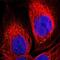 Neurensin 2 antibody, NBP1-88290, Novus Biologicals, Immunofluorescence image 