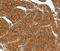 Somatostatin Receptor 1 antibody, LS-C332380, Lifespan Biosciences, Immunohistochemistry frozen image 