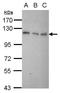 Death Domain Associated Protein antibody, GTX112908, GeneTex, Western Blot image 