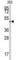 E2F-1 antibody, abx033498, Abbexa, Western Blot image 