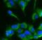 Complement C1r antibody, FNab01076, FineTest, Immunofluorescence image 