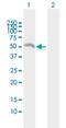 Eukaryotic Translation Initiation Factor 2B Subunit Gamma antibody, H00008891-B01P, Novus Biologicals, Western Blot image 