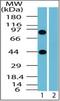 Bcl-2-associated transcription factor 1 antibody, orb87632, Biorbyt, Western Blot image 