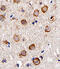 Myosin Heavy Chain 14 antibody, MBS9208108, MyBioSource, Immunohistochemistry paraffin image 