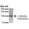 FIG4 Phosphoinositide 5-Phosphatase antibody, MA5-27648, Invitrogen Antibodies, Western Blot image 