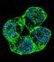 Protocadherin Alpha 8 antibody, LS-C163423, Lifespan Biosciences, Immunofluorescence image 
