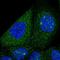 Sorting Nexin 7 antibody, HPA054338, Atlas Antibodies, Immunocytochemistry image 