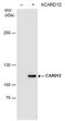 NLR family CARD domain-containing protein 4 antibody, MA5-27846, Invitrogen Antibodies, Western Blot image 