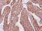 O-Sialoglycoprotein Endopeptidase antibody, GTX105808, GeneTex, Immunohistochemistry paraffin image 