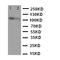 Tight Junction Protein 3 antibody, LS-C313103, Lifespan Biosciences, Western Blot image 