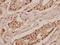 Serine And Arginine Rich Splicing Factor 7 antibody, A05827, Boster Biological Technology, Immunohistochemistry frozen image 