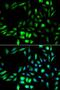 Karyopherin Subunit Alpha 2 antibody, LS-B14865, Lifespan Biosciences, Immunofluorescence image 