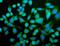 Carboxypeptidase N Subunit 1 antibody, A05704-2, Boster Biological Technology, Immunofluorescence image 