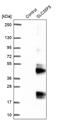 Solute Carrier Family 35 Member F5 antibody, PA5-57076, Invitrogen Antibodies, Western Blot image 