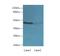 Immunoglobulin Superfamily Member 11 antibody, LS-C377672, Lifespan Biosciences, Western Blot image 