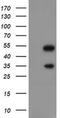 Snail Family Transcriptional Repressor 2 antibody, MA5-26385, Invitrogen Antibodies, Western Blot image 