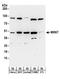 Mitogen-Activated Protein Kinase Kinase 7 antibody, A304-237A, Bethyl Labs, Western Blot image 