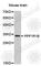 Protein Phosphatase 1 Regulatory Inhibitor Subunit 1B antibody, A0625, ABclonal Technology, Western Blot image 