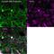 Trans-Golgi network integral membrane protein TGN38 antibody, MA3-063, Invitrogen Antibodies, Immunofluorescence image 