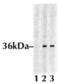 Eukaryotic Translation Initiation Factor 2 Subunit Alpha antibody, BML-SA405-0020, Enzo Life Sciences, Western Blot image 
