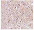 Reticulon 4 antibody, ab62024, Abcam, Immunohistochemistry paraffin image 