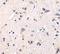 GDNF Family Receptor Alpha 1 antibody, LS-C264, Lifespan Biosciences, Immunohistochemistry frozen image 