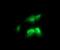 RAS Like Proto-Oncogene B antibody, NBP2-45927, Novus Biologicals, Immunofluorescence image 