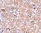 Notum, Palmitoleoyl-Protein Carboxylesterase antibody, NBP1-77060, Novus Biologicals, Immunohistochemistry frozen image 